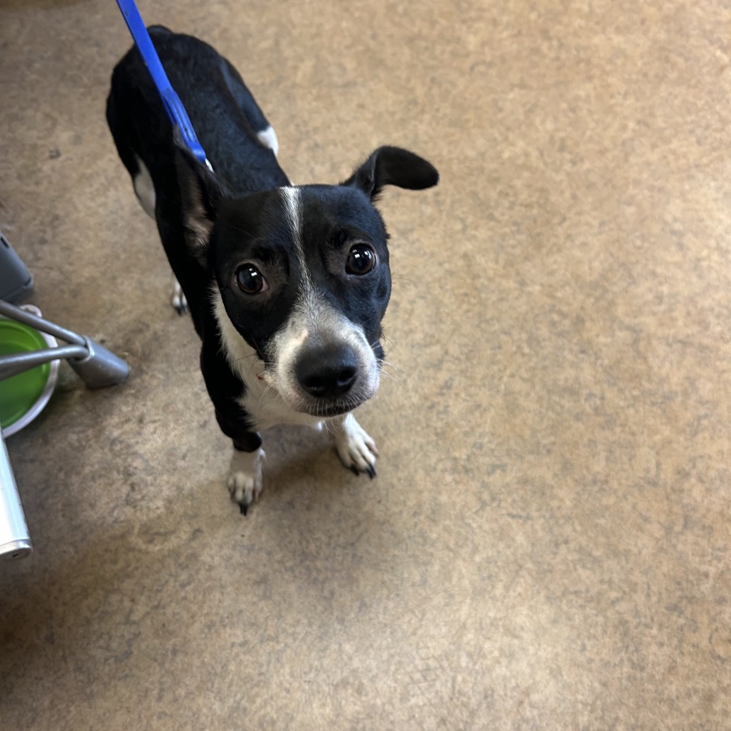 Shelter Stray Male Dog last seen , 4575 E Mesquite Ave, Palm Springs, CA 92264, USA