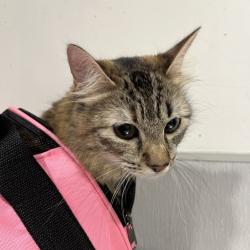 Shelter Stray Female Cat last seen , 3607 N Armenia Ave, Tampa, FL 33607, USA
