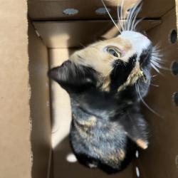 Shelter Stray Female Cat last seen , 3607 N Armenia Ave, Tampa, FL 33607, USA