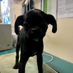 Shelter Stray Female Dog last seen , 361 S Raymond Ave, Pasadena, CA 91105, USA