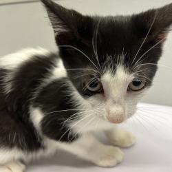 Shelter Stray Female Cat last seen , 3607 N Armenia Ave, Tampa, FL 33607, USA