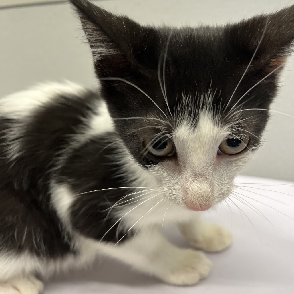 Shelter Stray Female Cat last seen , 3607 N Armenia Ave, Tampa, FL 33607, USA