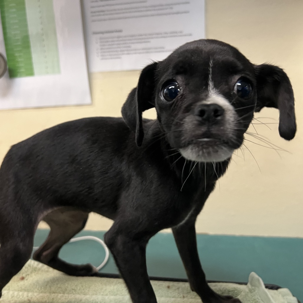 Shelter Stray Female Dog last seen , 361 S Raymond Ave, Pasadena, CA 91105, USA