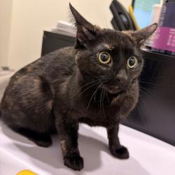 Shelter Stray Female Cat last seen , 3607 N Armenia Ave, Tampa, FL 33607, USA