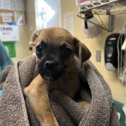 Shelter Stray Male Dog last seen , 361 S Raymond Ave, Pasadena, CA 91105, USA