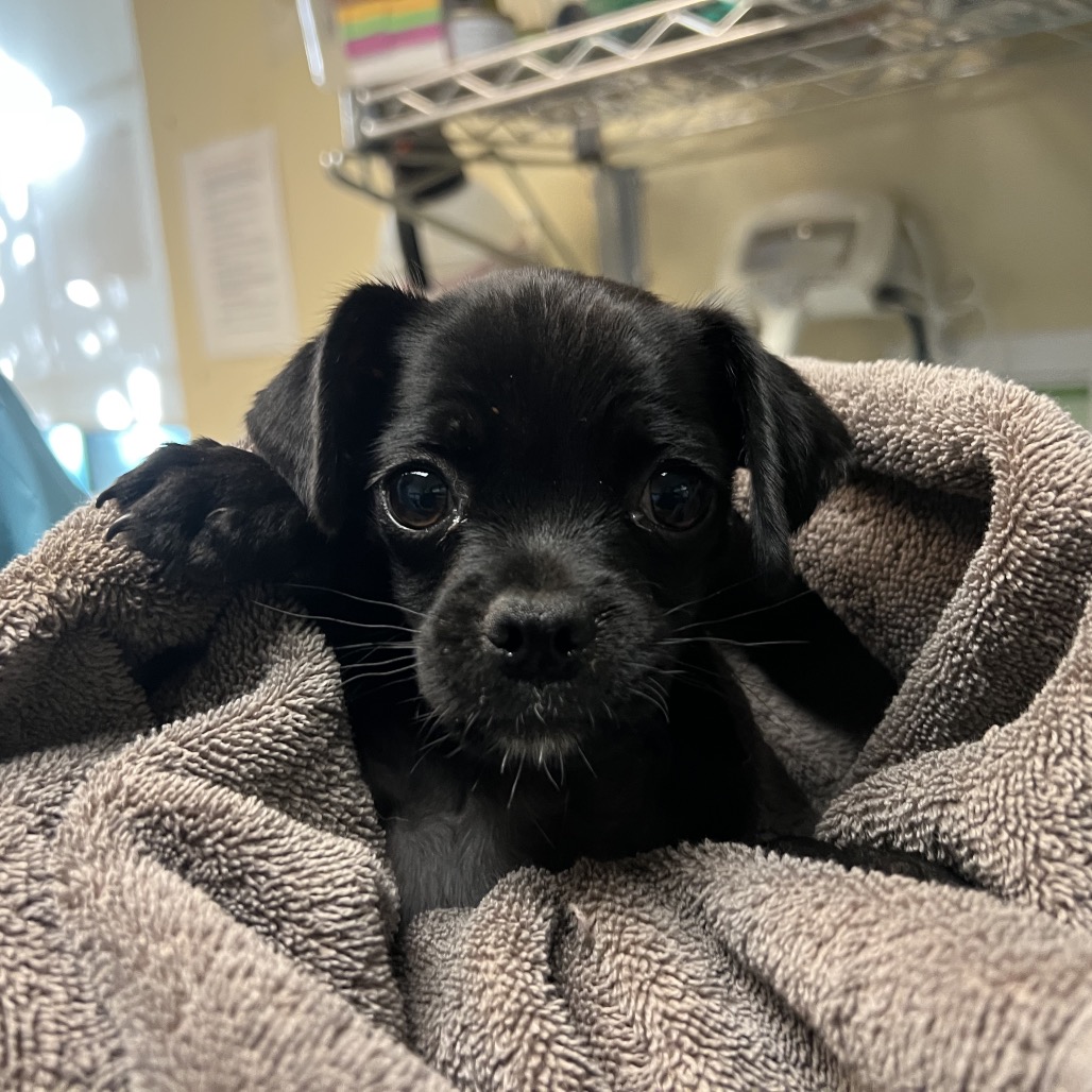 Shelter Stray Male Dog last seen , 361 S Raymond Ave, Pasadena, CA 91105, USA