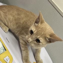 Shelter Stray Male Cat last seen , 3607 N Armenia Ave, Tampa, FL 33607, USA