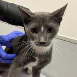 Shelter Stray Male Cat last seen , 3607 N Armenia Ave, Tampa, FL 33607, USA