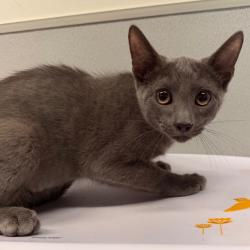 Shelter Stray Male Cat last seen , 3607 N Armenia Ave, Tampa, FL 33607, USA