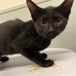 Shelter Stray Male Cat last seen , 3607 N Armenia Ave, Tampa, FL 33607, USA