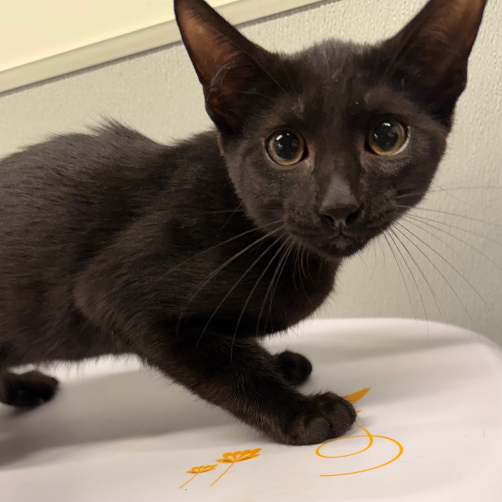Shelter Stray Male Cat last seen , 3607 N Armenia Ave, Tampa, FL 33607, USA