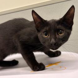 Shelter Stray Male Cat last seen , 3607 N Armenia Ave, Tampa, FL 33607, USA