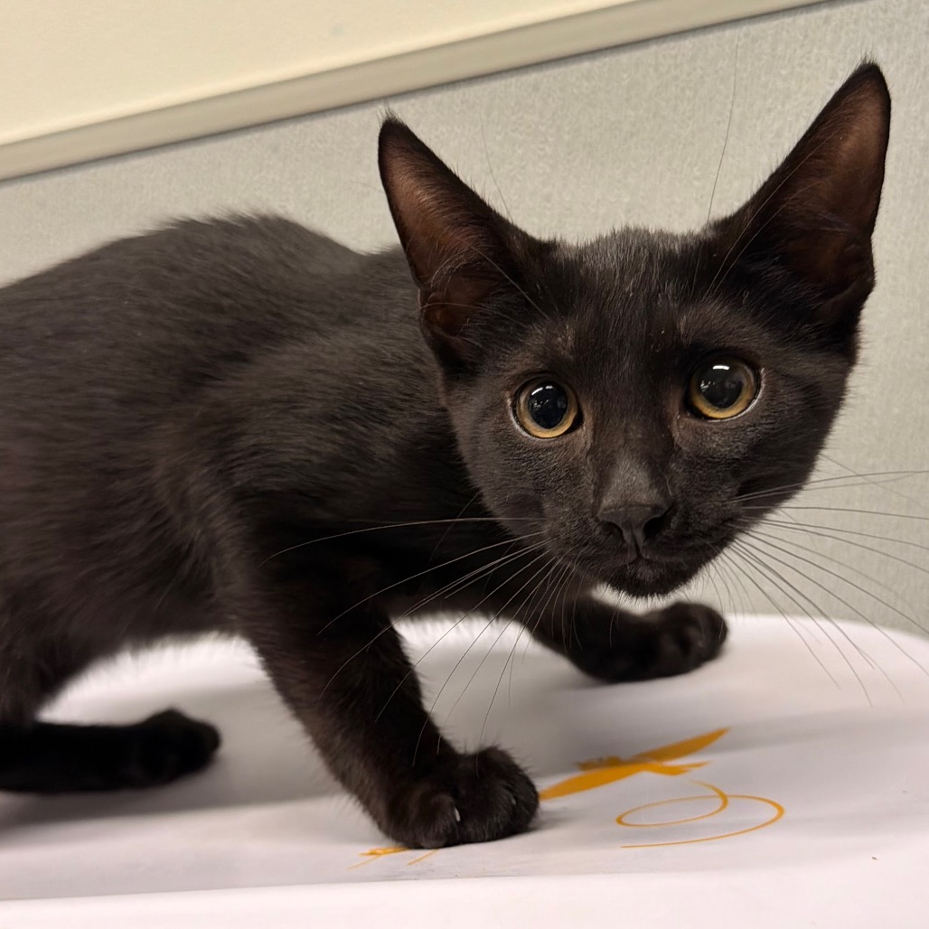 Shelter Stray Male Cat last seen , 3607 N Armenia Ave, Tampa, FL 33607, USA