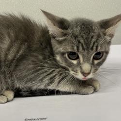 Shelter Stray Male Cat last seen , 3607 N Armenia Ave, Tampa, FL 33607, USA