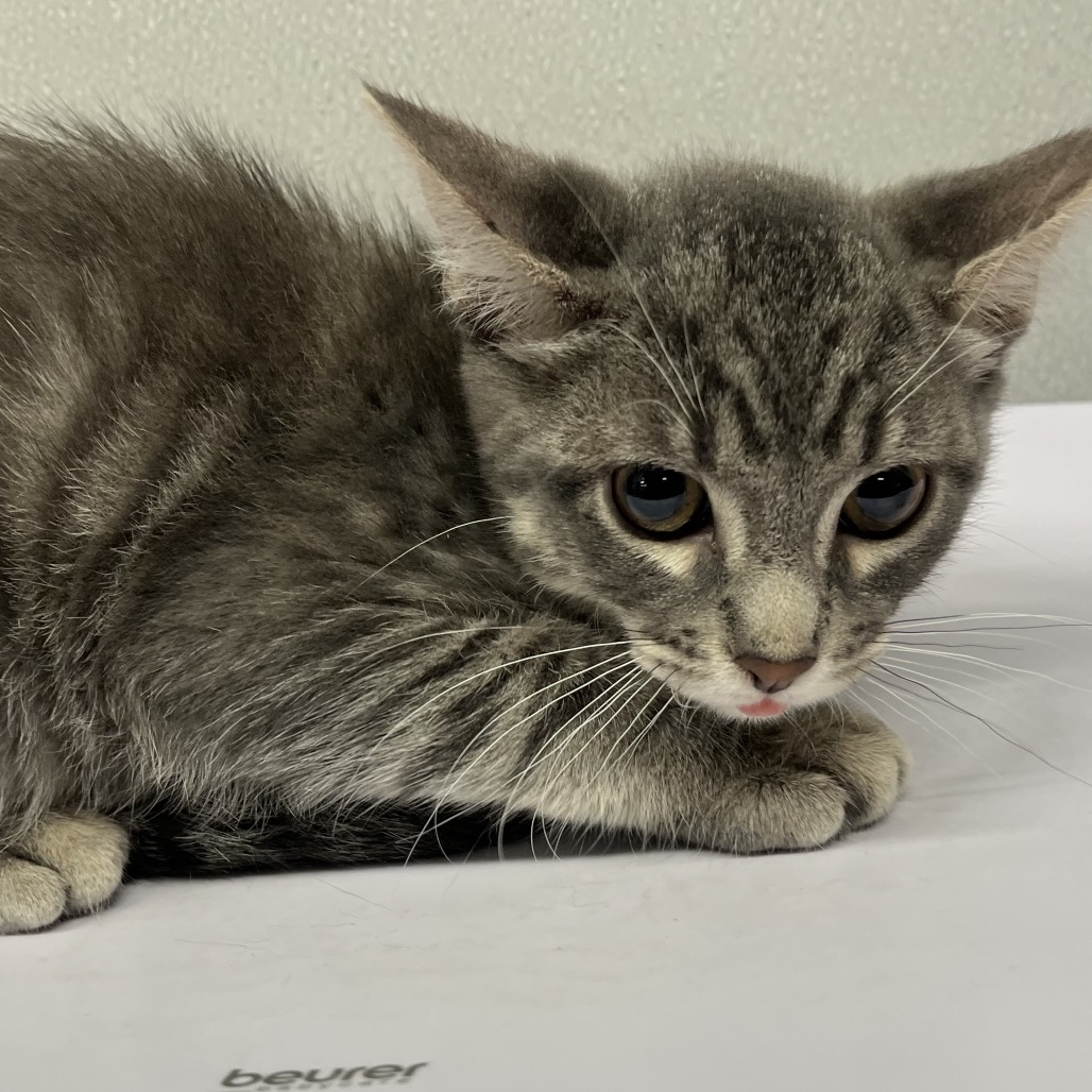 Shelter Stray Male Cat last seen , 3607 N Armenia Ave, Tampa, FL 33607, USA