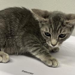 Shelter Stray Female Cat last seen , 3607 N Armenia Ave, Tampa, FL 33607, USA