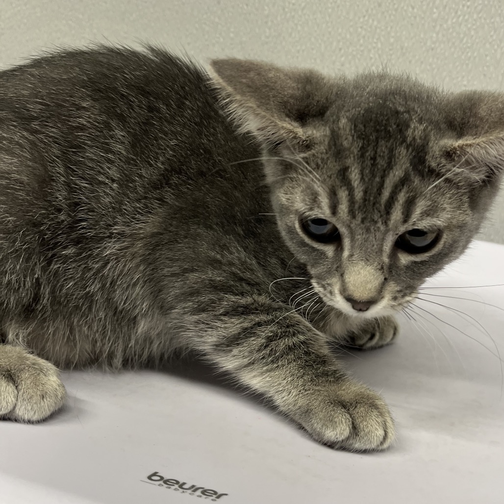 Shelter Stray Female Cat last seen , 3607 N Armenia Ave, Tampa, FL 33607, USA