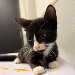 Shelter Stray Male Cat last seen , 3607 N Armenia Ave, Tampa, FL 33607, USA