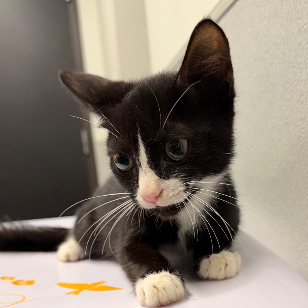 Shelter Stray Male Cat last seen , 3607 N Armenia Ave, Tampa, FL 33607, USA