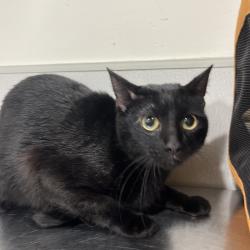 Shelter Stray Female Cat last seen , 3607 N Armenia Ave, Tampa, FL 33607, USA
