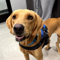 Shelter Stray Male Dog last seen , 3607 N Armenia Ave, Tampa, FL 33607, USA