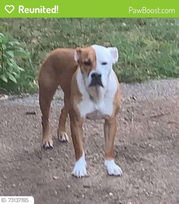 Reunited Male Dog last seen Englewood area 18th and Hardy ave, Independence, MO 64052