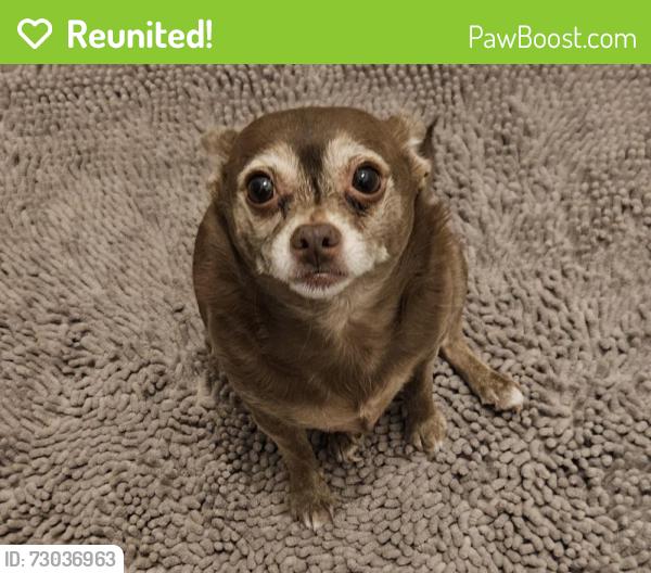 Reunited Female Dog last seen America Avenue, Sunnyvale, CA 94085