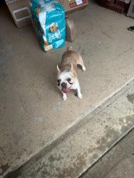 Reunited Unknown Dog last seen West little york and greenhouse, Houston, TX 77040
