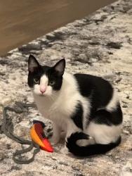 Reunited Male Cat last seen Gold finch Pl and southpoint way - Fulbrook on Fulshear Creek- Fulshear, tx, Fulshear, TX 77441