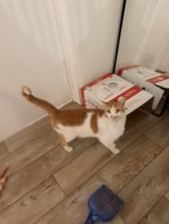 Found/Stray Male Cat last seen Hwy 98, Walton County, FL 32459