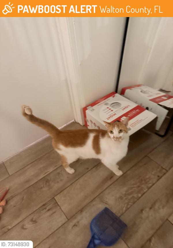 Found/Stray Male Cat last seen Hwy 98, Walton County, FL 32459