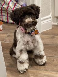 Lost Female Dog last seen Grosenbaucher, San Antonio, TX 78245