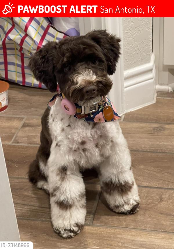 Lost Female Dog last seen Grosenbaucher, San Antonio, TX 78245