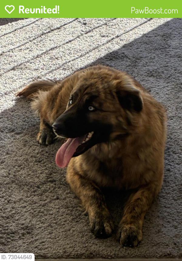 Reunited Female Dog last seen Barstow community hosp, Barstow, CA 92311