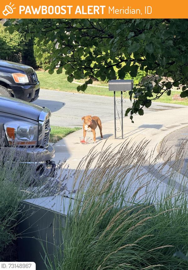 Found/Stray Unknown Dog last seen Meridian rd and Halpin, Meridian, ID 83646
