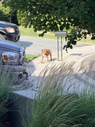 Found/Stray Unknown Dog last seen Meridian rd and Halpin, Meridian, ID 83646