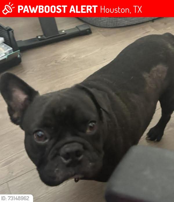 Lost Male Dog last seen FULTON ST, Houston, TX 77022
