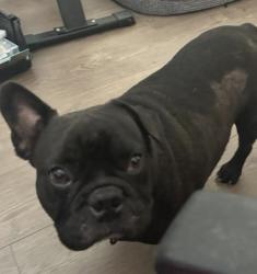 Lost Male Dog last seen FULTON ST, Houston, TX 77022