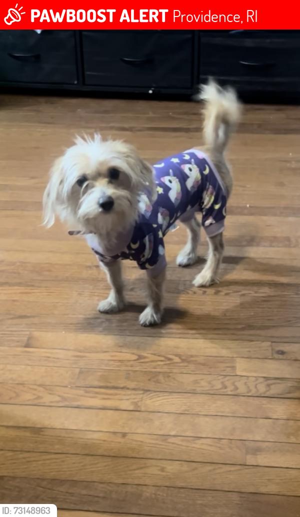 Lost Female Dog last seen Plainfield st Providence, Providence, RI 02909