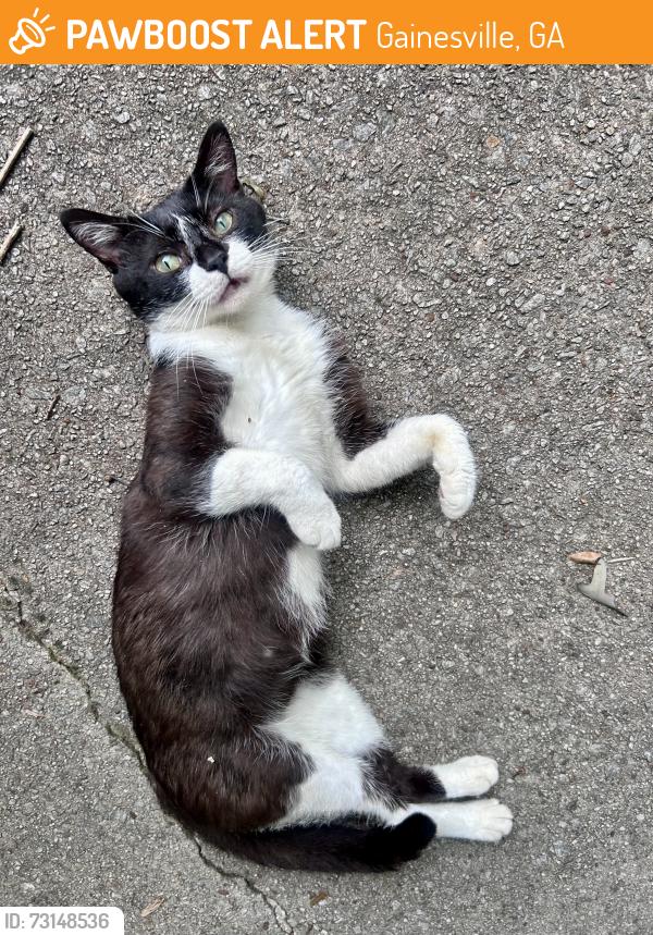 Found/Stray Male Cat last seen Beaver Creek Rd., Gainesville, GA 30506