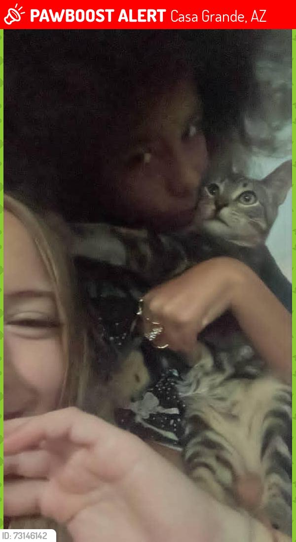 Lost Male Cat last seen Near e farrier dr, Casa Grande, AZ 85122