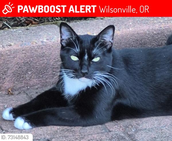 Lost Female Cat last seen Near SW Otto Ln Wilsonville; its between 5th St. & 2nd St., Wilsonville, OR 97070