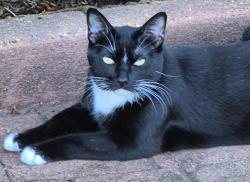 Lost Female Cat last seen Near SW Otto Ln Wilsonville; its between 5th St. & 2nd St., Wilsonville, OR 97070