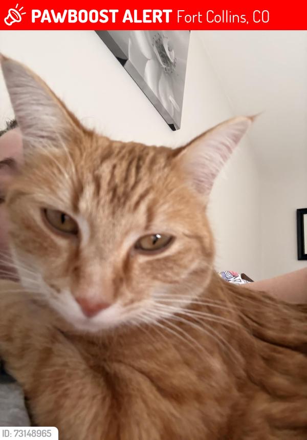 Lost Female Cat last seen Horsetooth and Lemay, Fort Collins, CO 80525