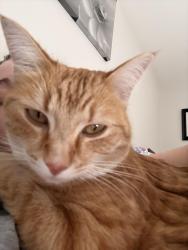 Lost Female Cat last seen Horsetooth and Lemay, Fort Collins, CO 80525