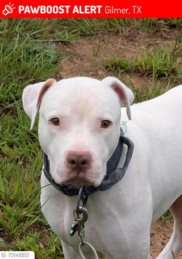 Lost Male Dog last seen Nearest cross street is Begonia Road off FM 2796 in Gilmer texas, Gilmer, TX 75644