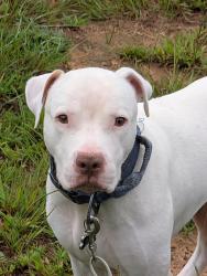 Lost Male Dog last seen Nearest cross street is Begonia Road off FM 2796 in Gilmer texas, Gilmer, TX 75644