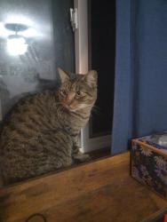 Reunited Female Cat last seen Greneva, Kitsap County, WA 98311