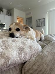 Lost Female Dog last seen Cactus & Reems, Surprise, AZ 85379