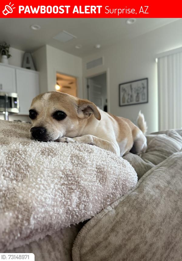 Lost Female Dog last seen Cactus & Reems, Surprise, AZ 85379
